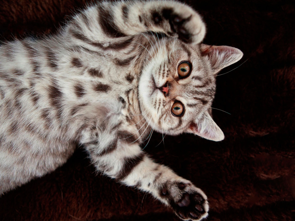 Котенок британской короткошерстной кошки на спине