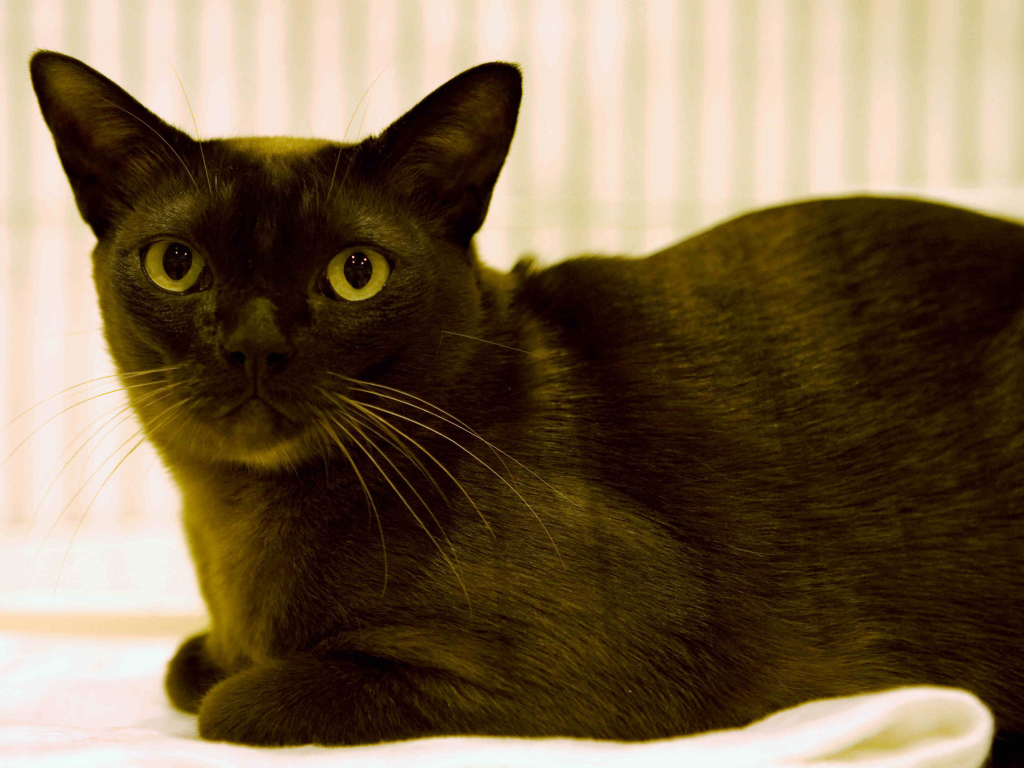 Порода бурманская кошка