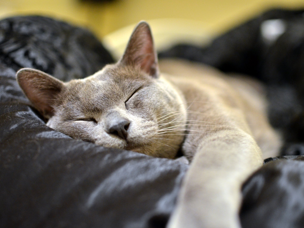 Бурманская кошка  спит