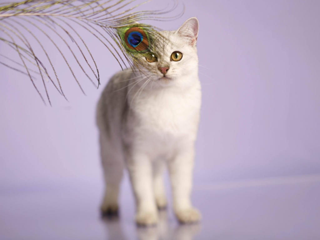 Кот бурмилла и перо павлина