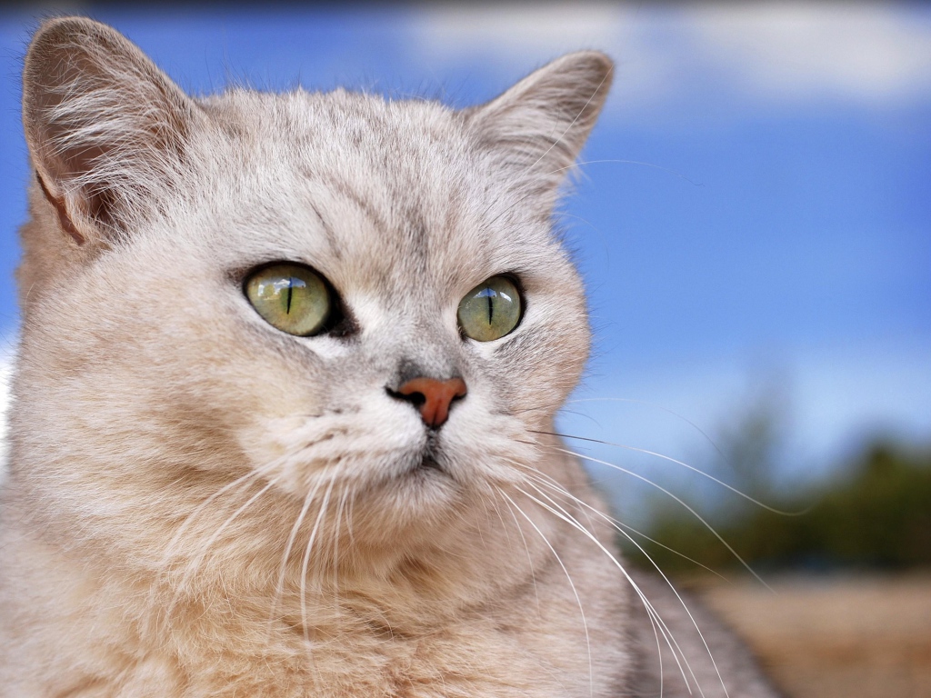 Порода кошек бурмилла