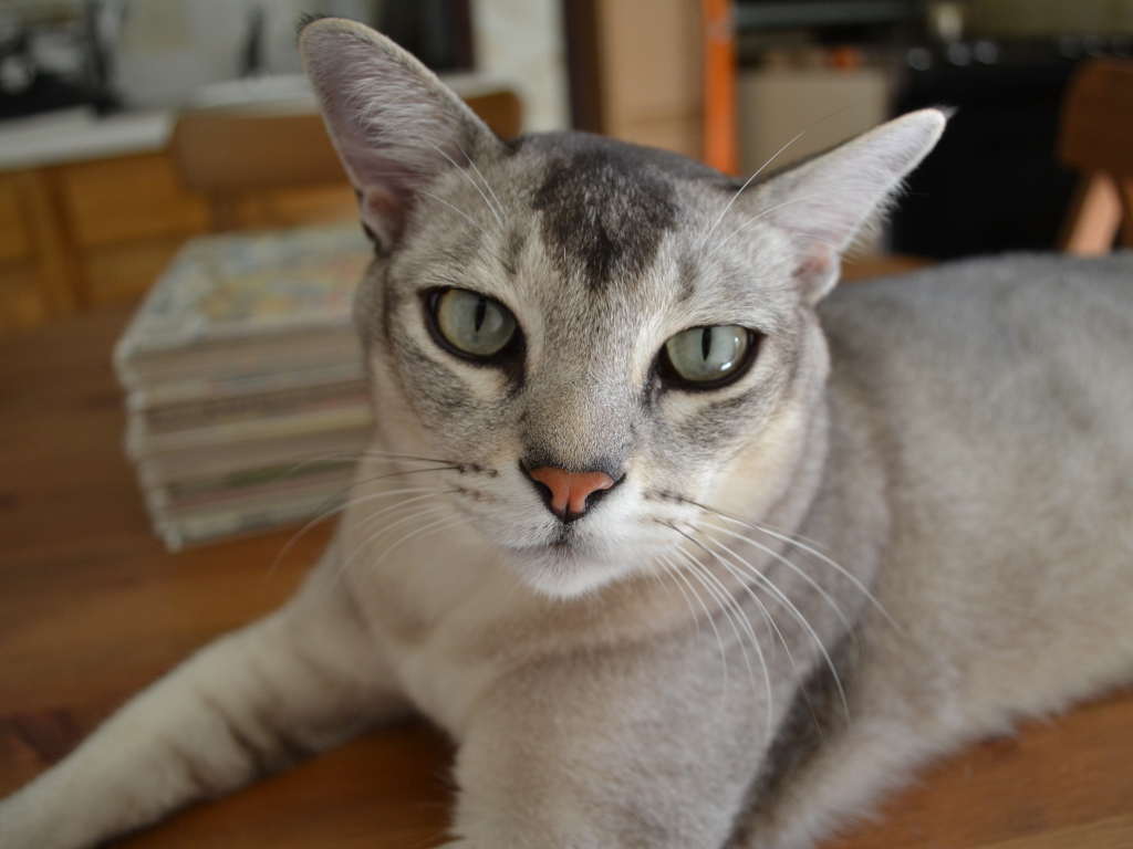 Кошка бурмилла лежит на столе