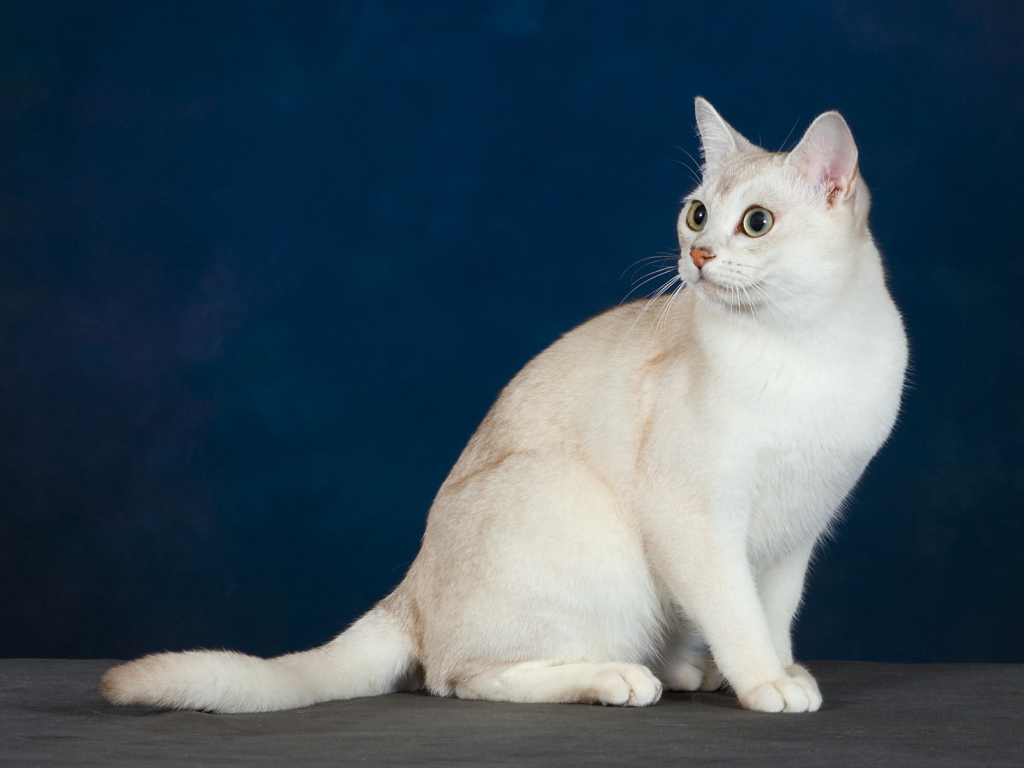 Кот бурмилла на синем фоне