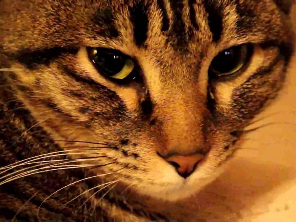 Мордочка калифорнийской сияющей кошки