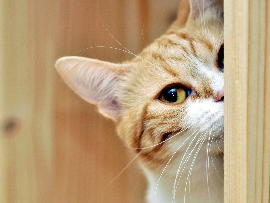 Кот выглядывает