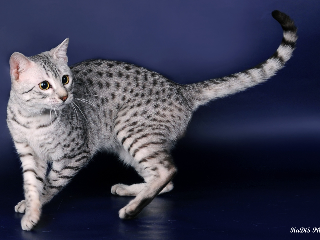 Порода кошек египетская мау