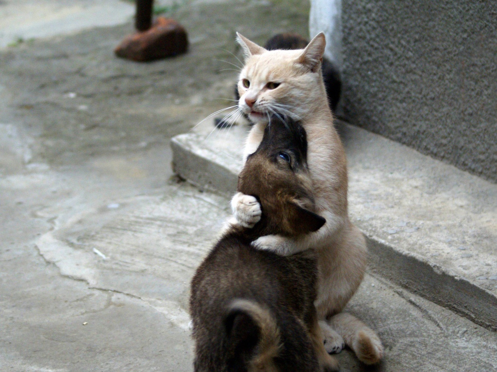 Кошка обнимает собаку
