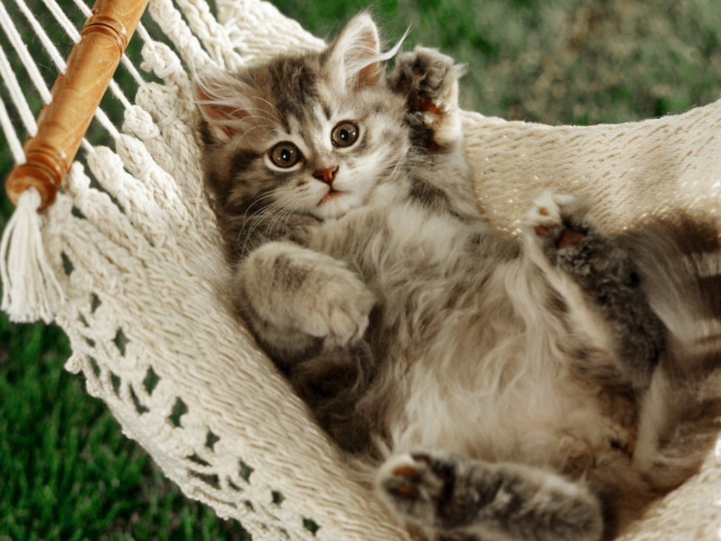 Кот в гамаке