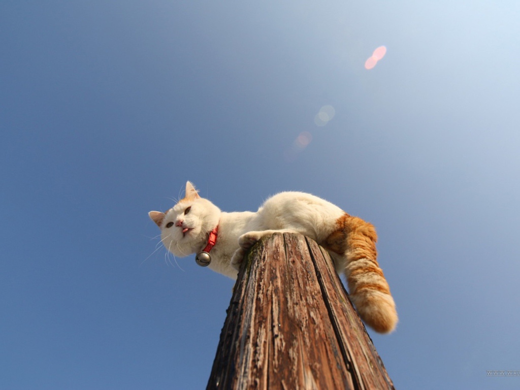 Кот на деревянном столбе