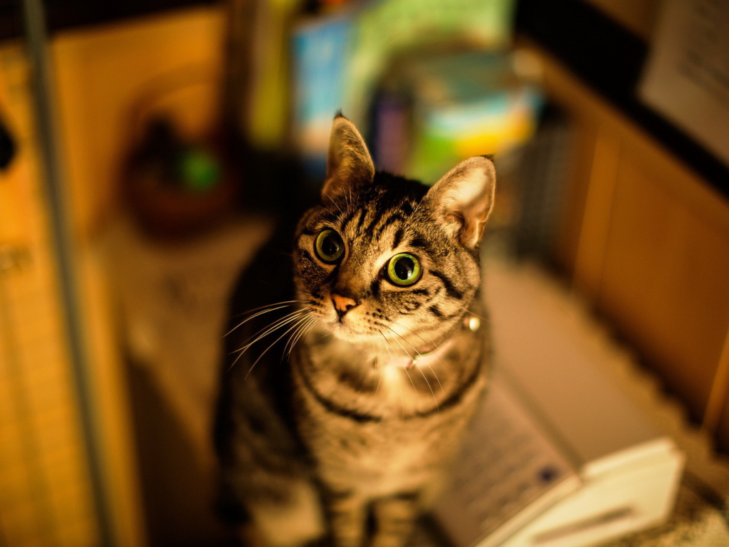 Кошка с большими глазами