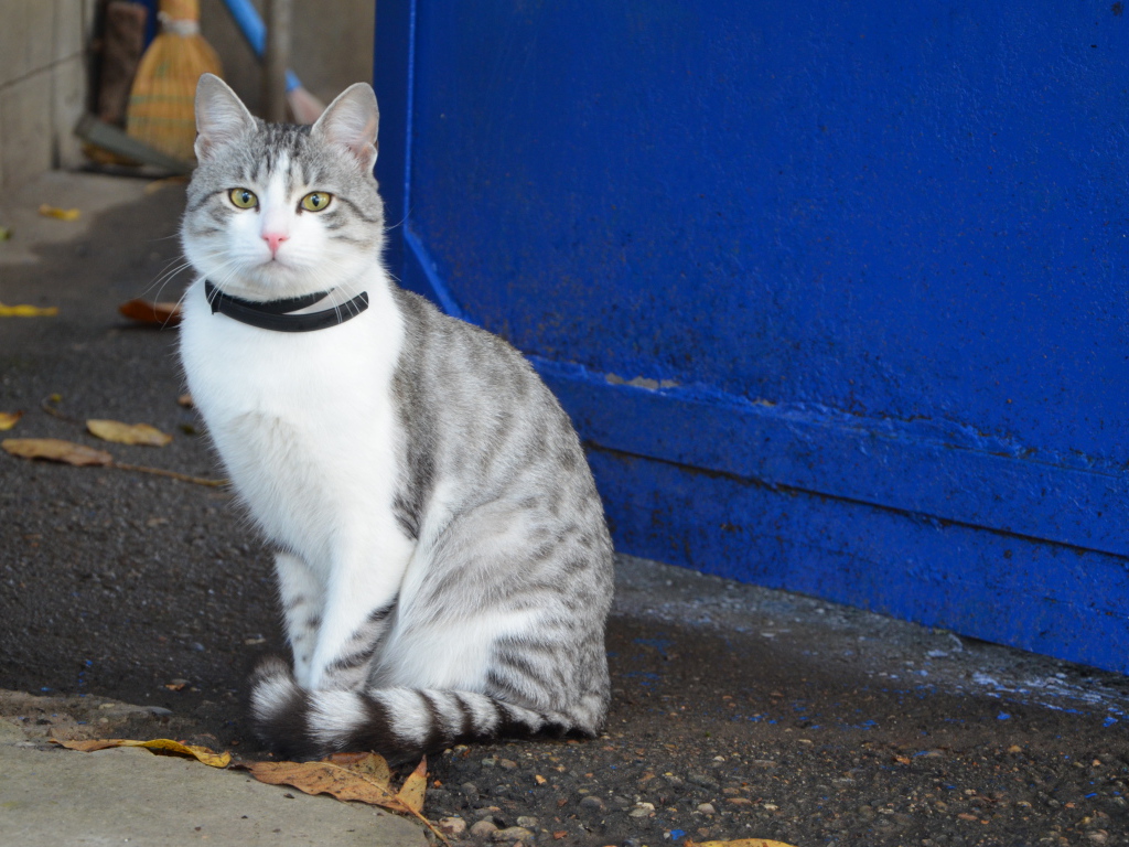 Ошейник у аравийского мау
