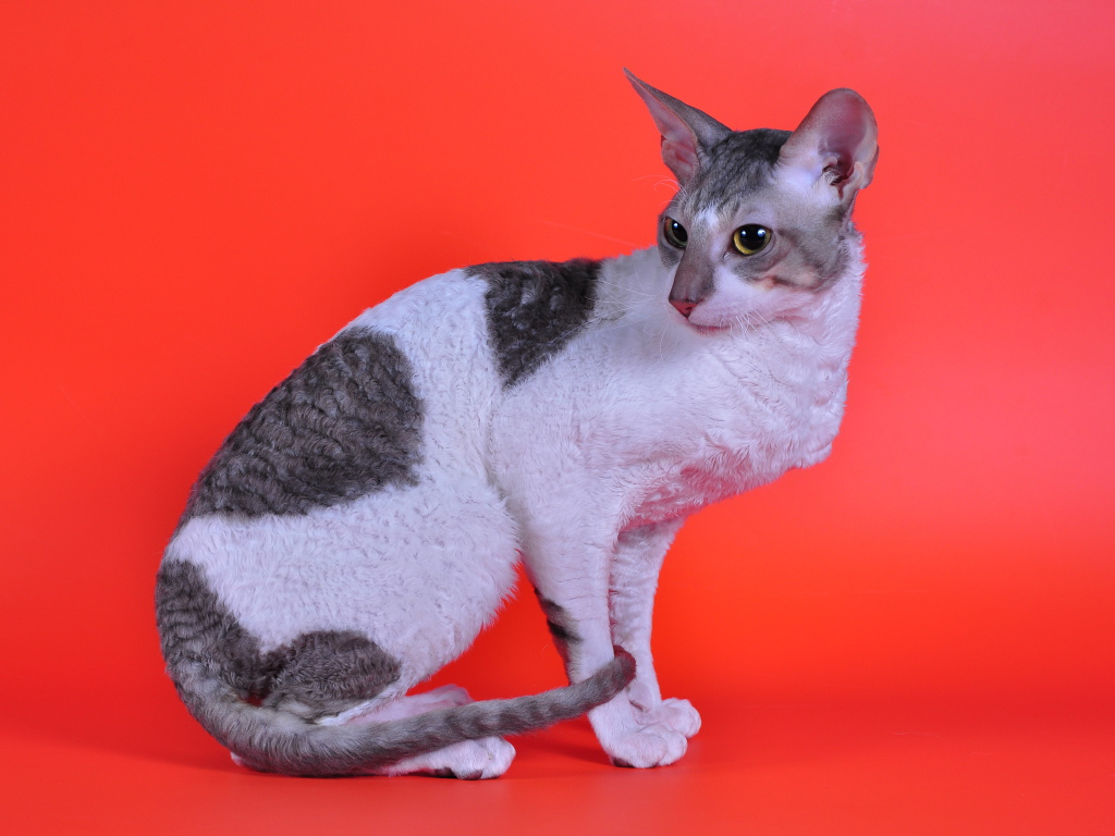 Корниш рекс на красном фоне