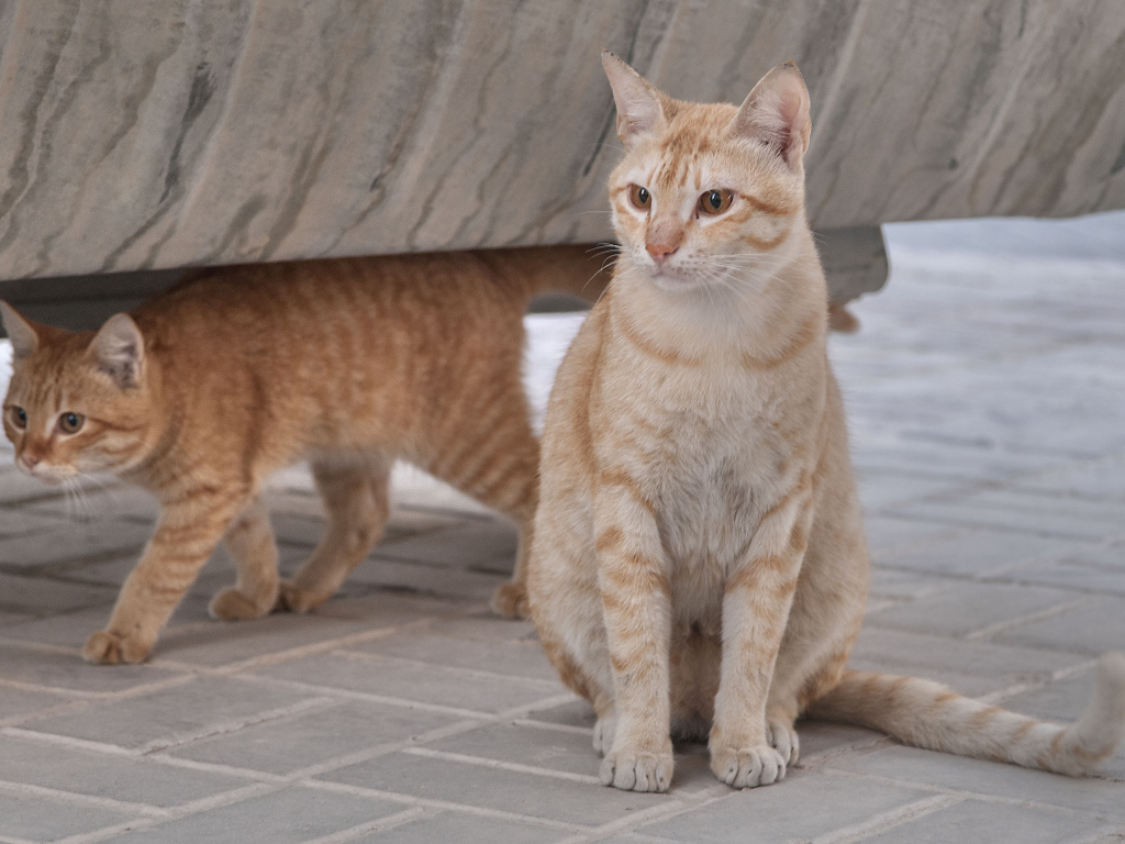 Пара кошек аравийский мау