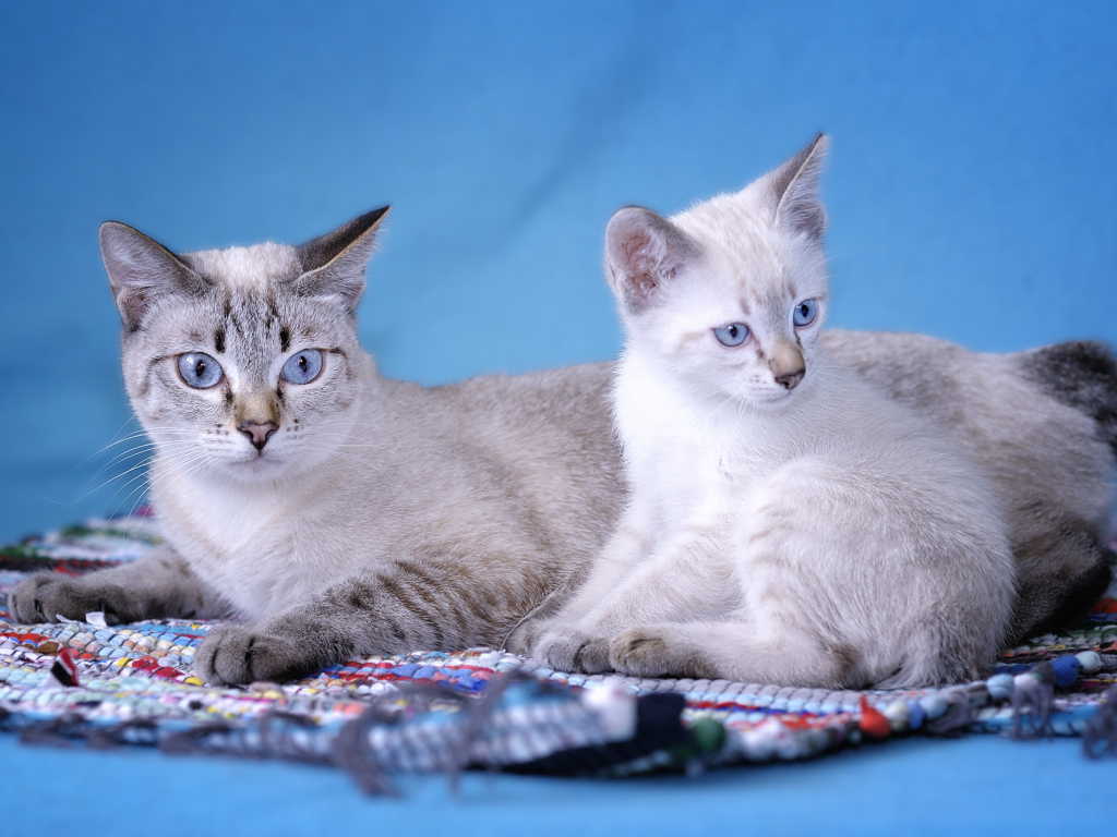 Пара кошек меконгский бобтейл