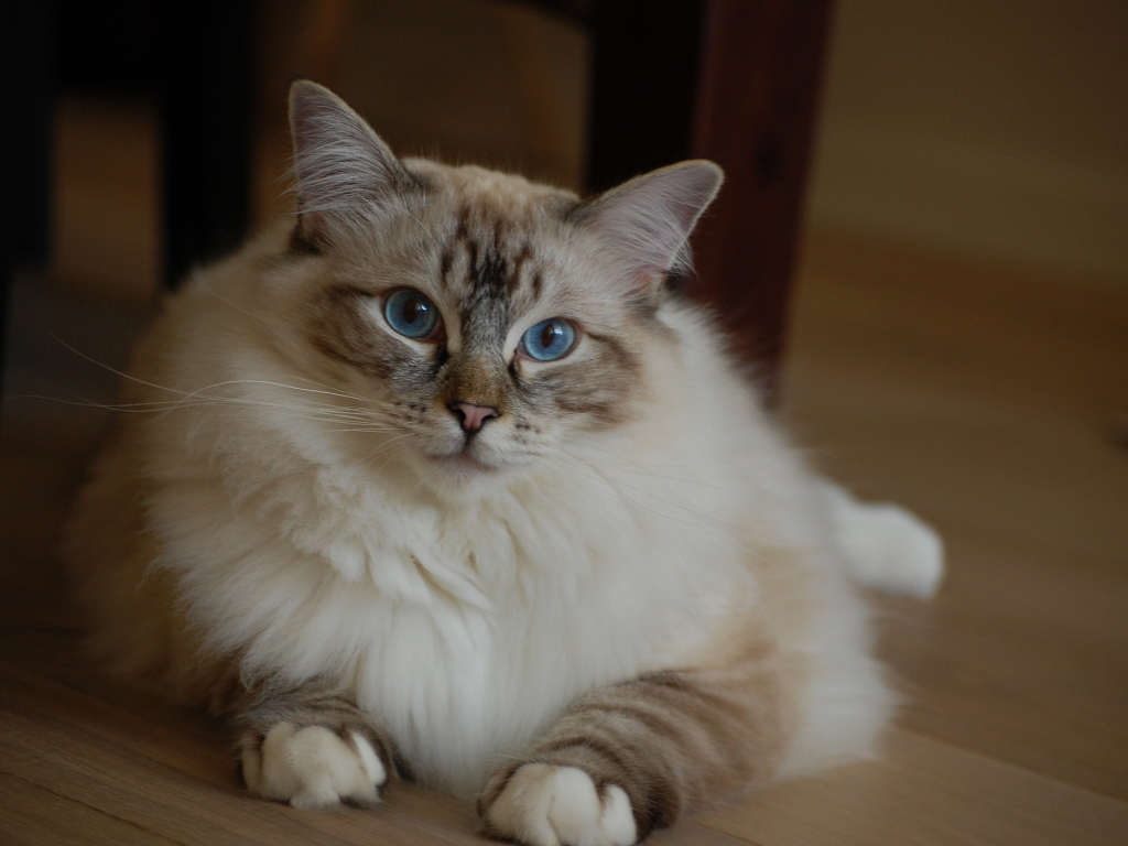 Милая кошка рэгдолл