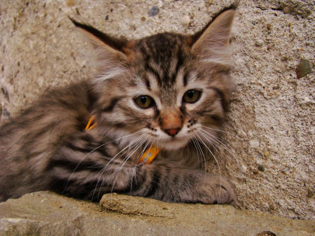 Милый котенок пиксибоб