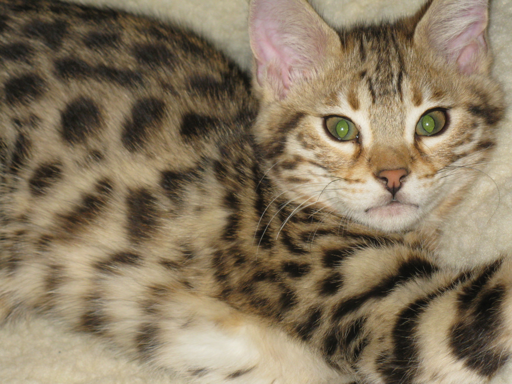 Милый котенок саванна