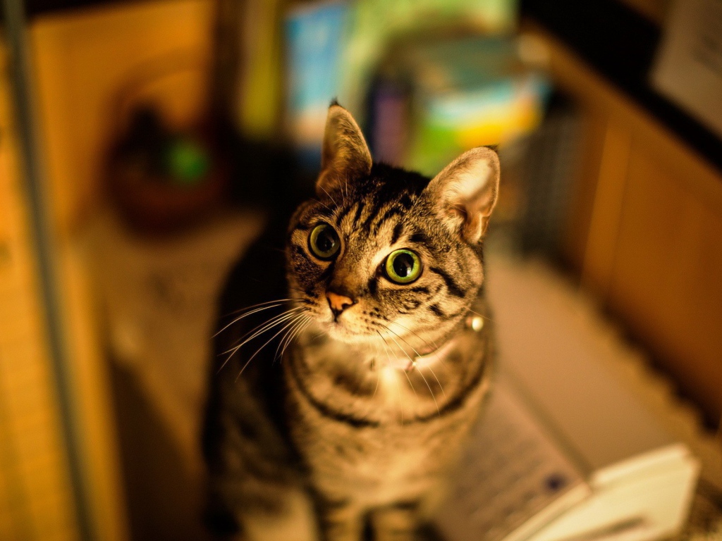 Милашка американская короткошерстная кошка