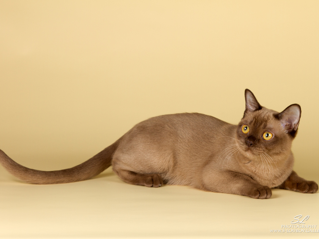 Милашка бурманская кошка