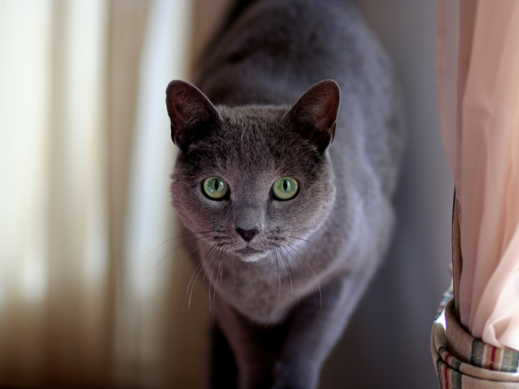 Милашка русская голубая кошка