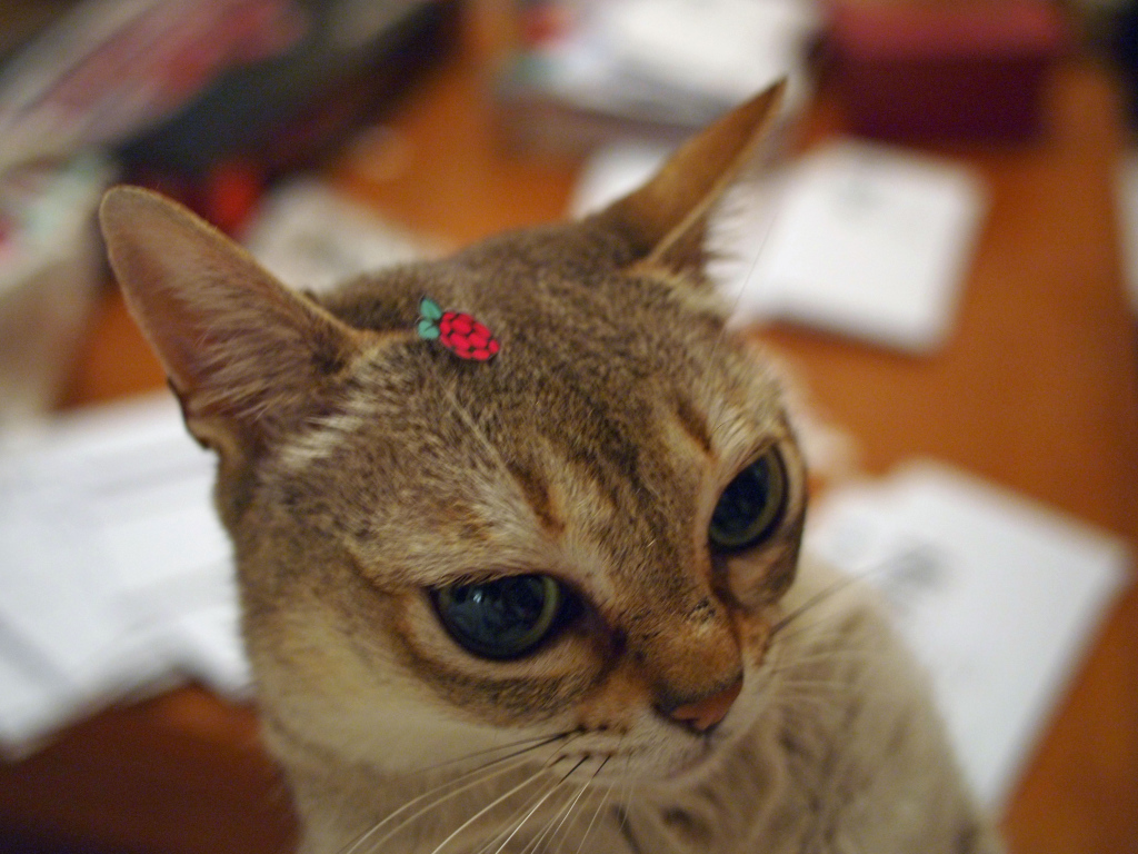 Украшение для сингапурской кошки