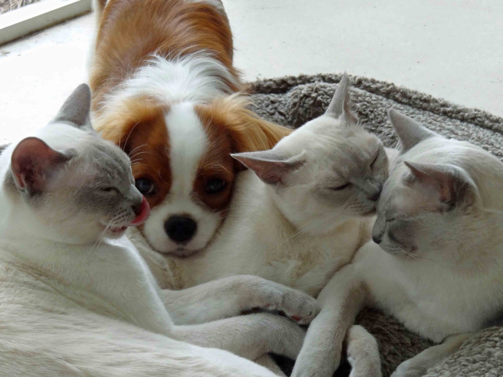 Собака и тонкинские кошки