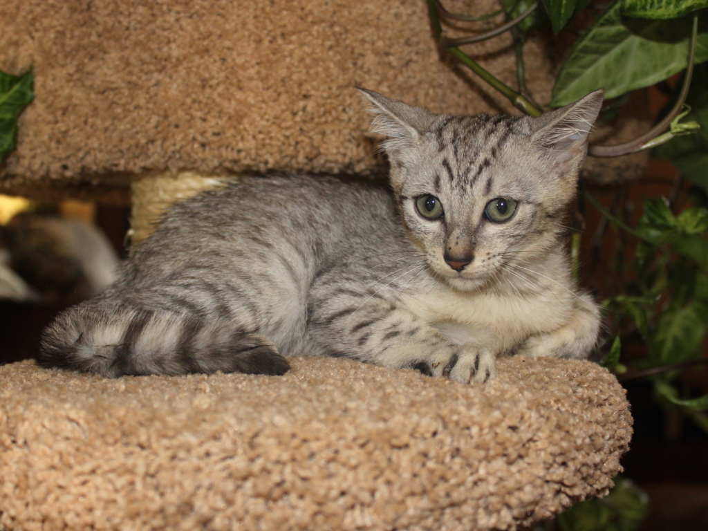 Котенок египетская мау