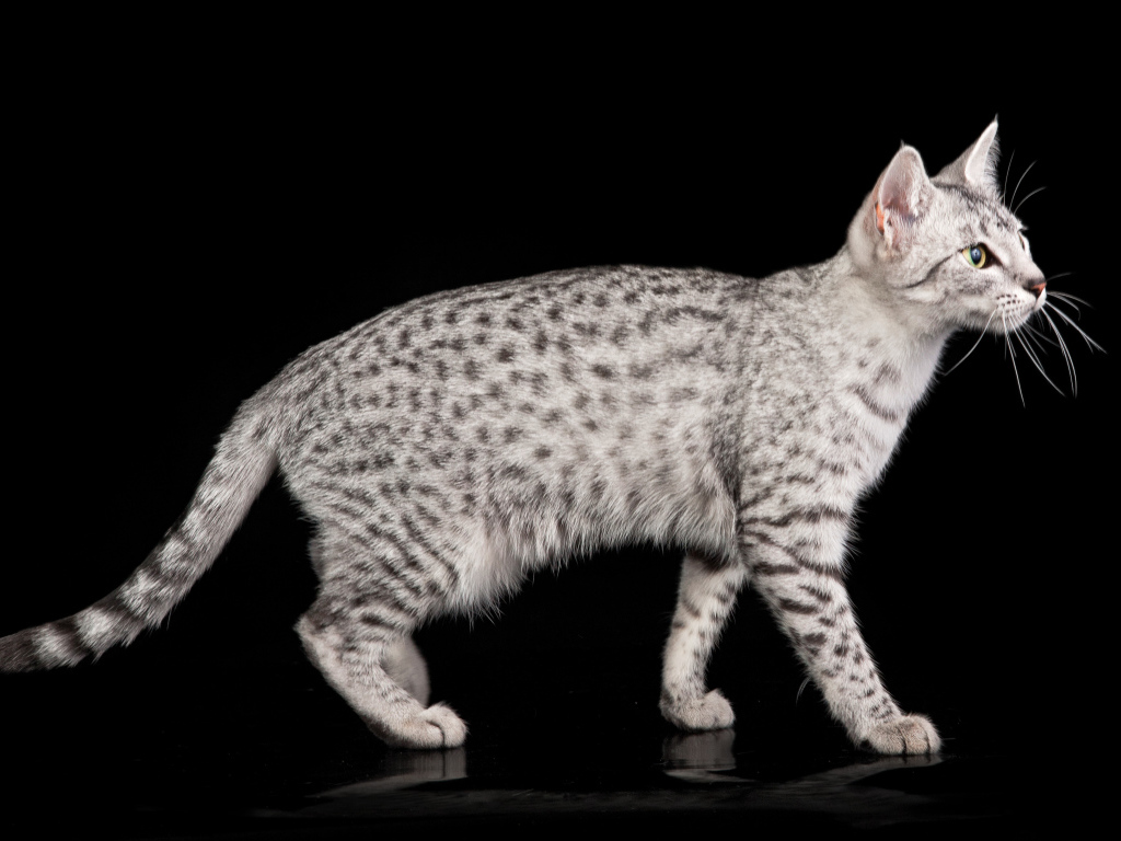 Египетская мау на черном фоне