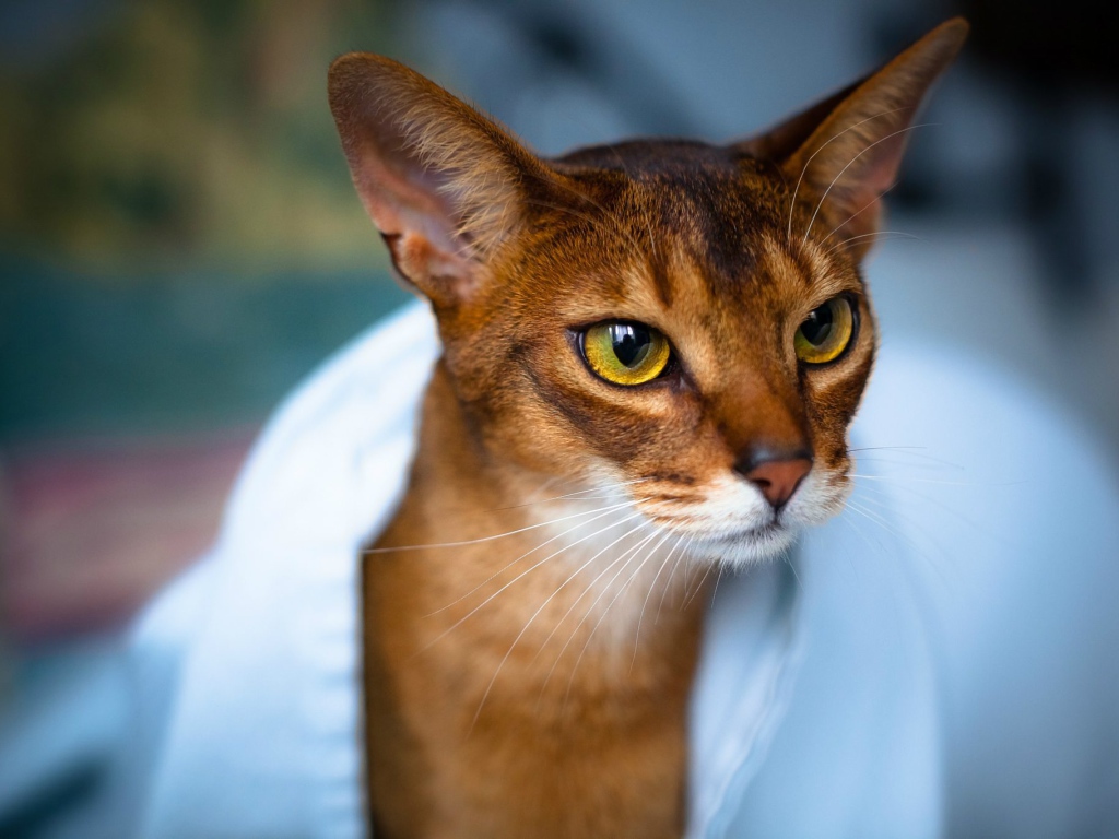 Модная абиссинская кошка
