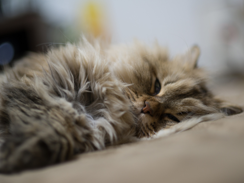 Пушистый кот дремлет