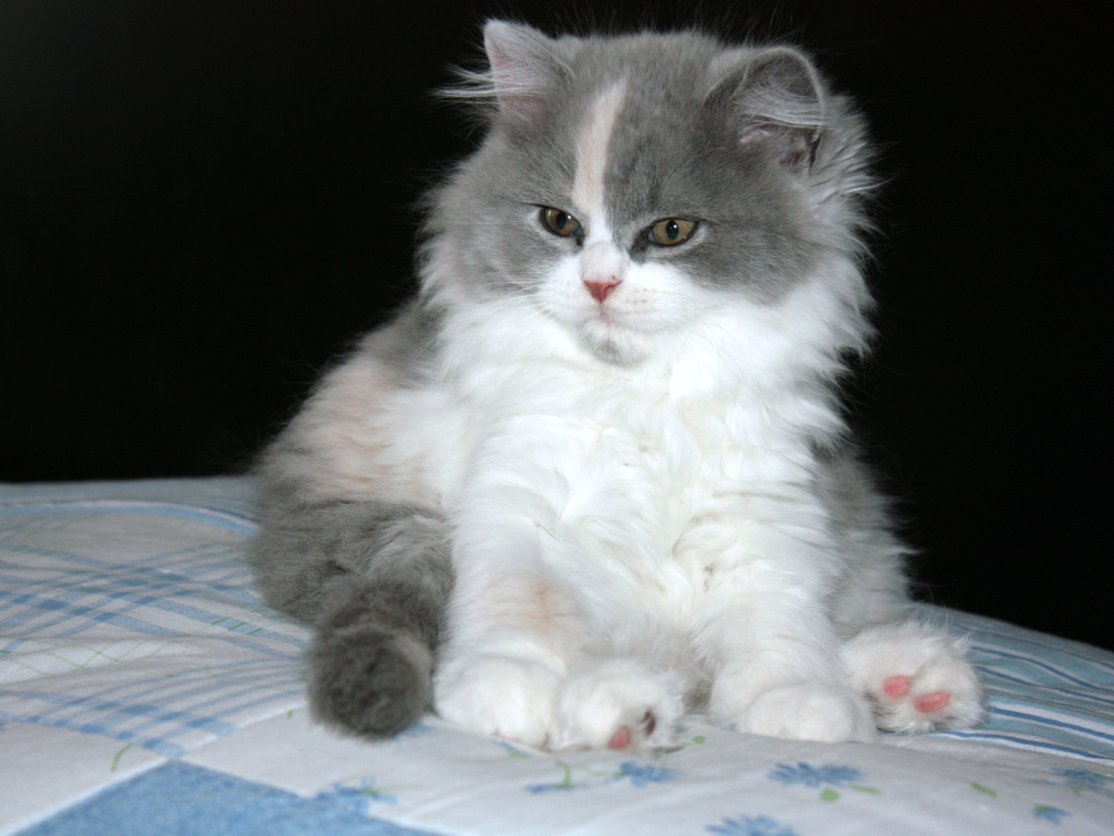 Пушистый котенок британской длинношерстной кошки