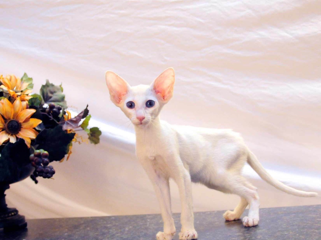 Котенок форин вайт