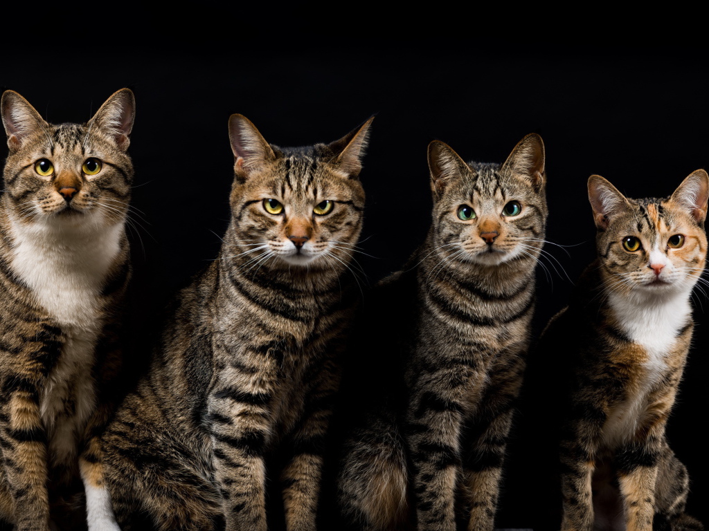 Четыре красивых кота