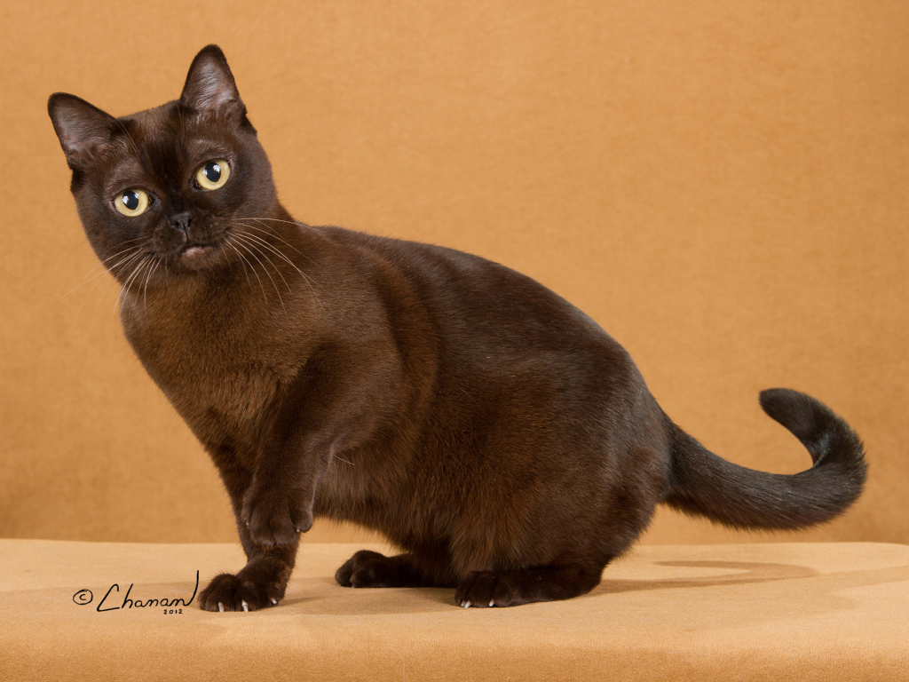 Забавная бурманская кошка