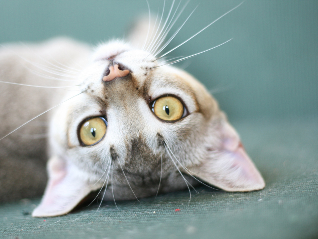 Забавная сингапурская кошка