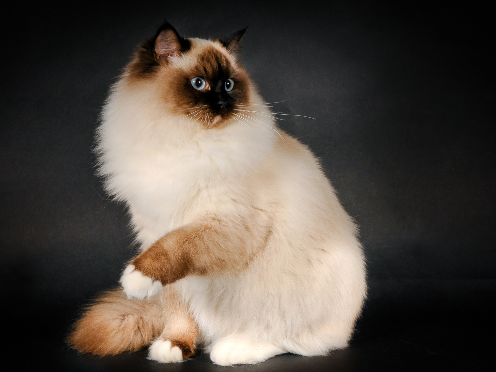 Забавная кошка рэгдолл