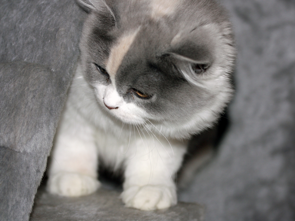 Забавный котенок британской длинношерстной кошки