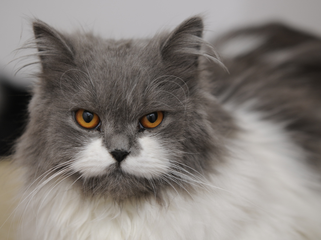 Хмурая британская длинношерстная кошка