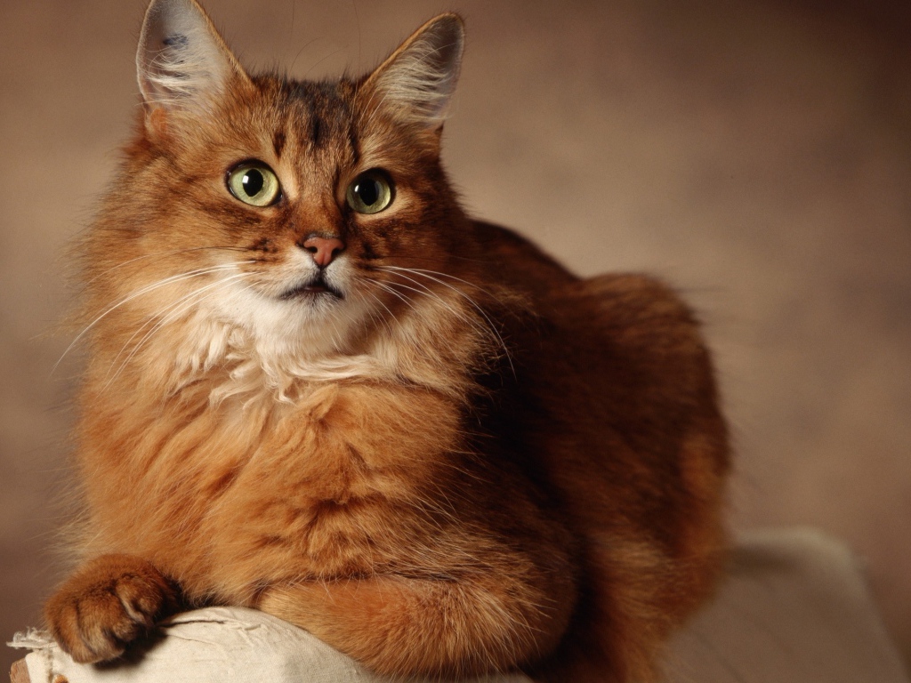 Великолепный сомалийский кот