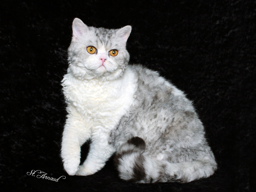 Серый селкирк рекс