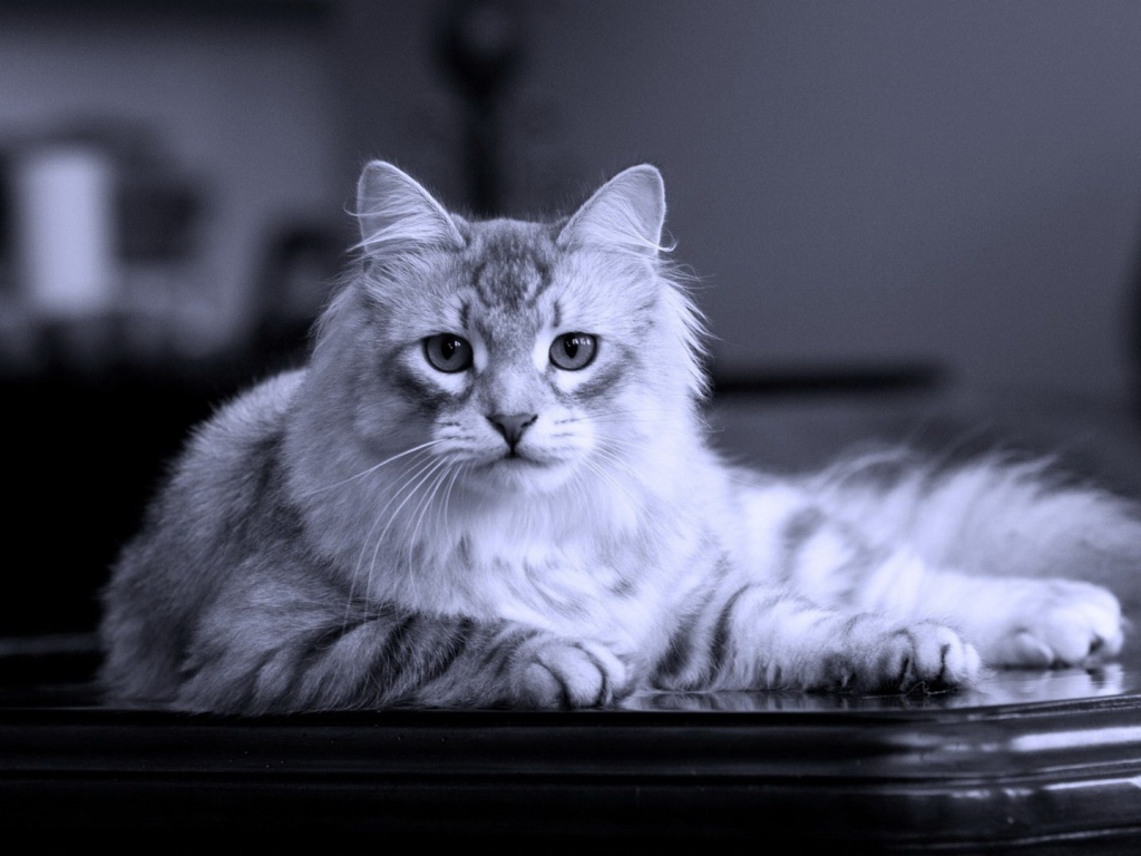 Серый кот на черном столе