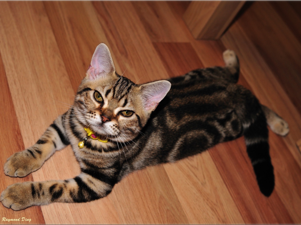 Домашняя американская короткошерстная кошка