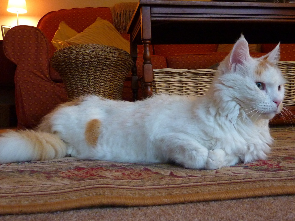 Домашний турецкий ван