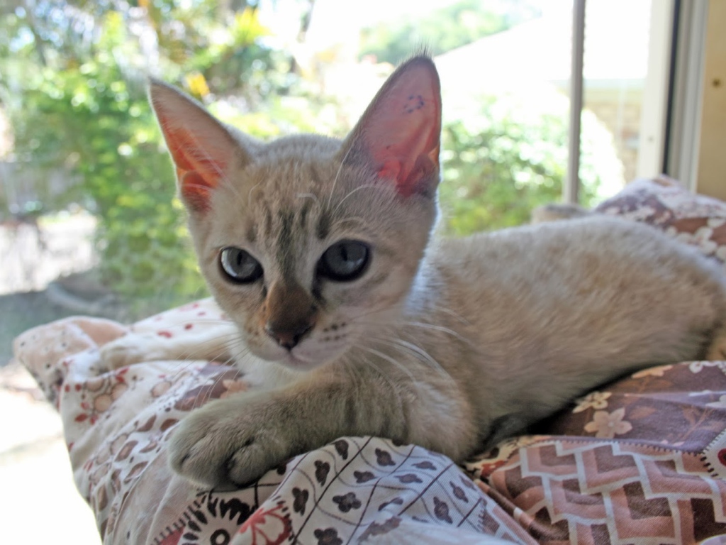 Котенок породы австралийский мист