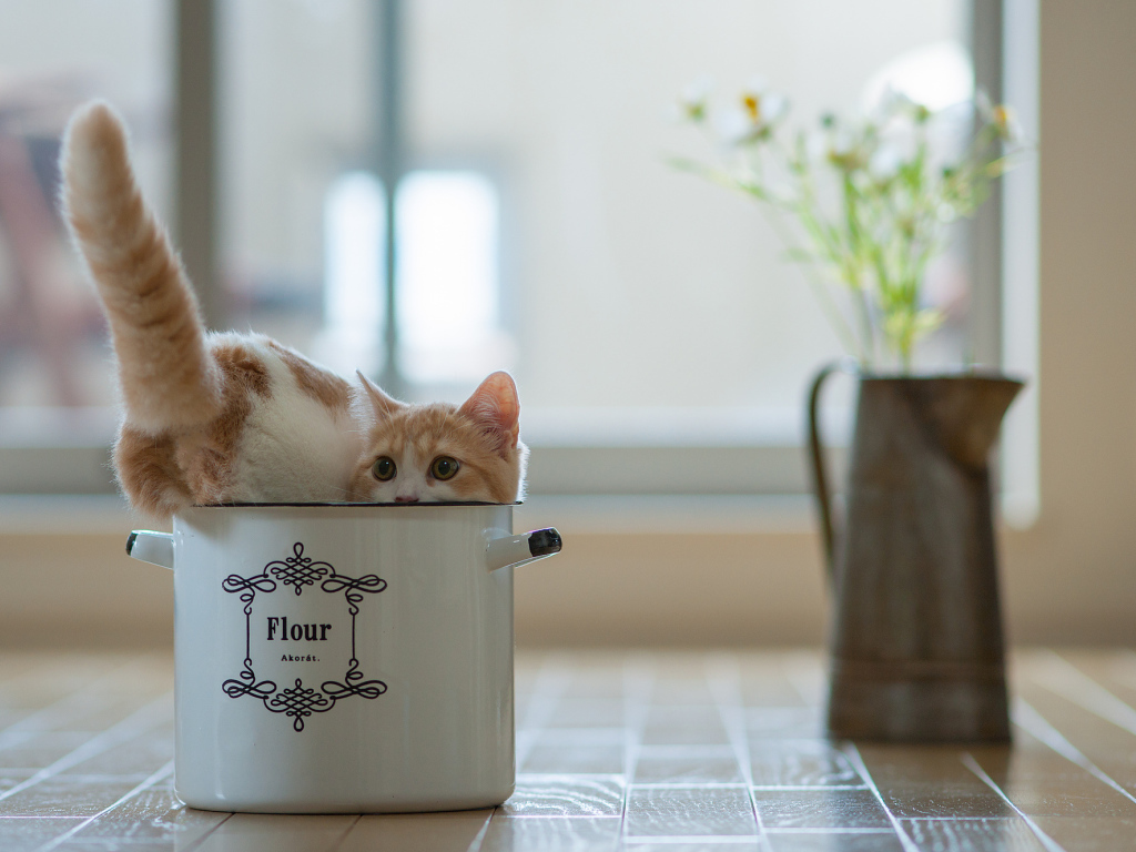 Котенок в кастрюле