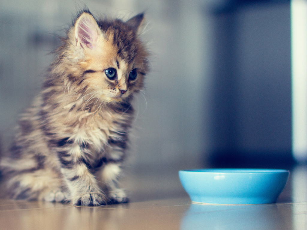 Котенок хочет кушать