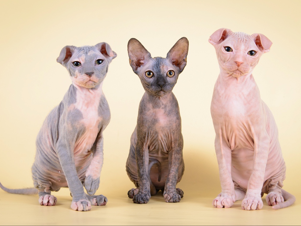 Котята украинский левкой