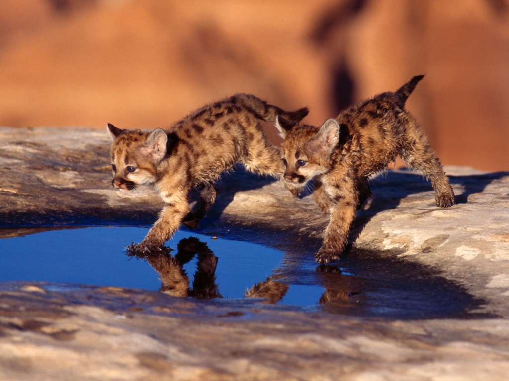 Котята бегут по воде