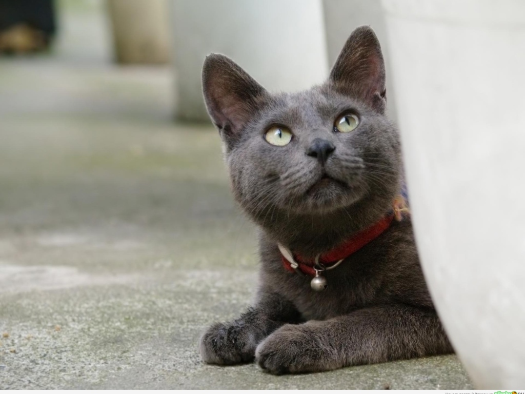 Кот корат смотрит вверх