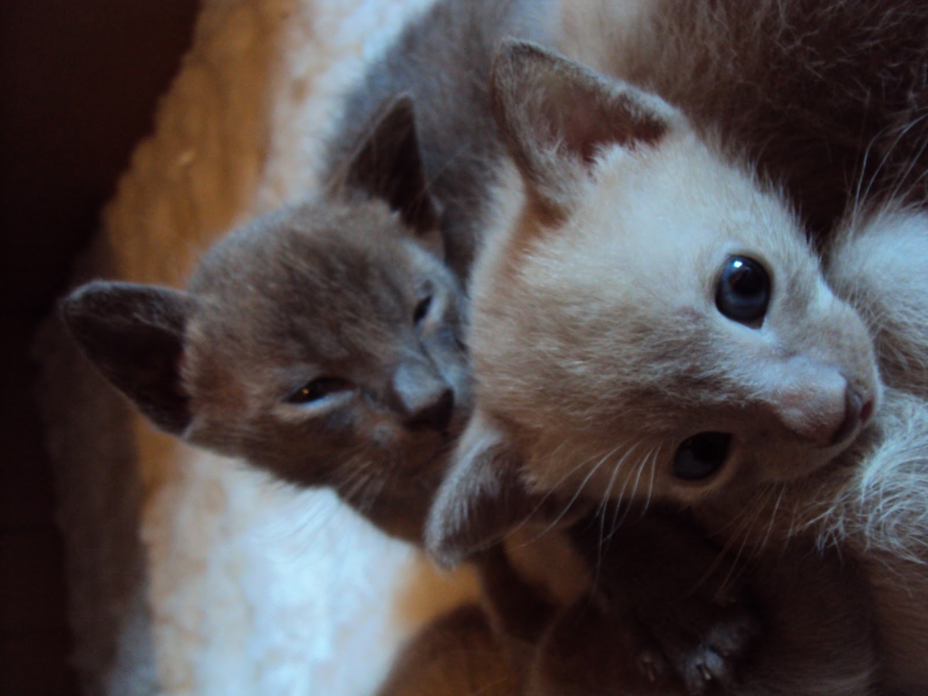Маленькие котята тонкинской кошки
